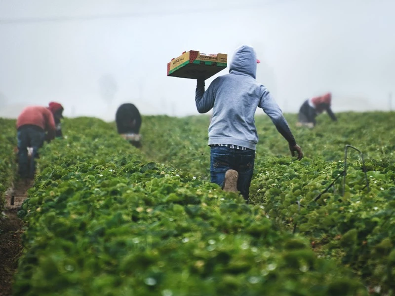 men working on the field