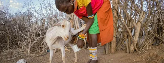 child milking a goat