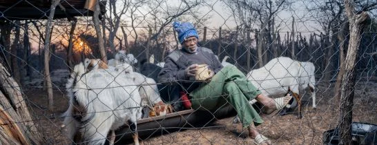 man sitting in the farm feeding goats