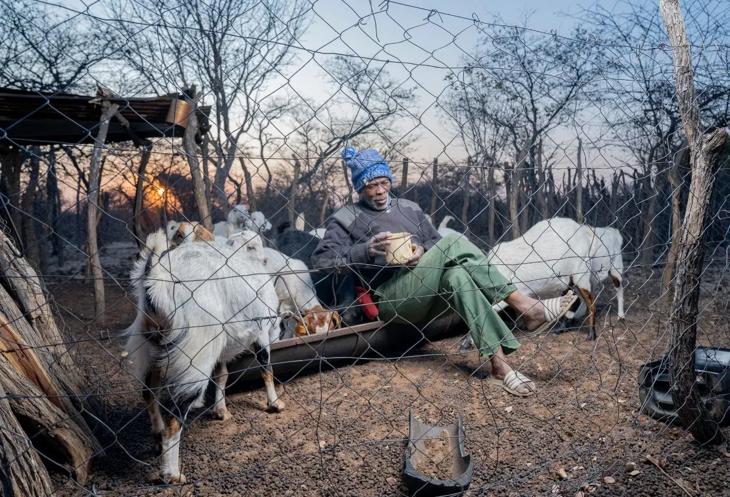 man sitting in the farm feeding goats